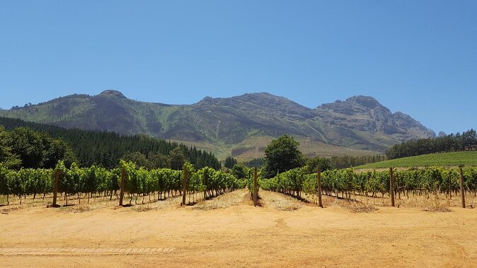 Family Winelands & Wildlife: Stellenbosch and Paarl - Explore the Winelands: Stellenbosch and Paarl
