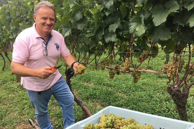 Family Wineries Tour in Bento Gonçalves RS