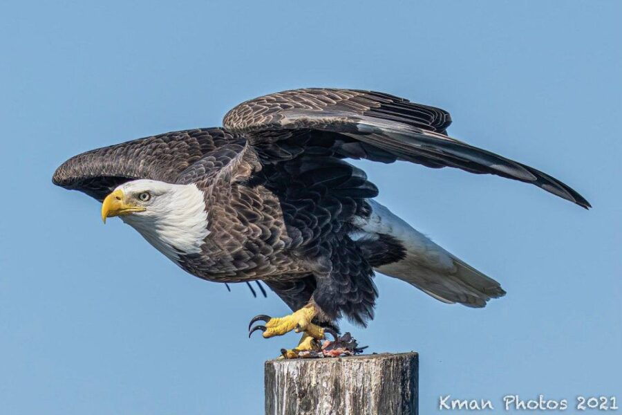 Fast and More 60 Minute Airboat Tour on the Homosassa River - Good To Know
