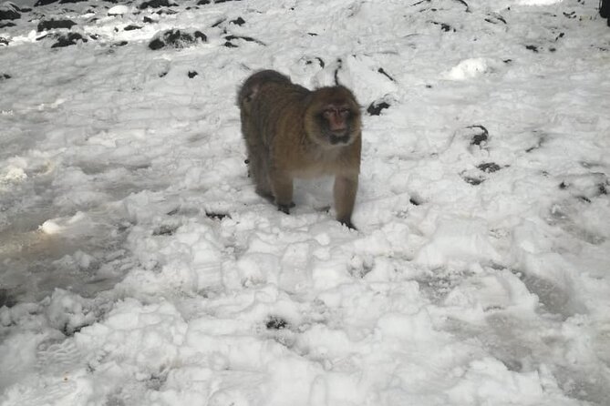 Fes to Marrakech via Desert Tour 2 Days 1 Night - Good To Know