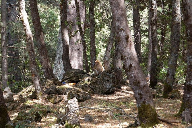 Fes to Middle Atlas Day Trip - Good To Know