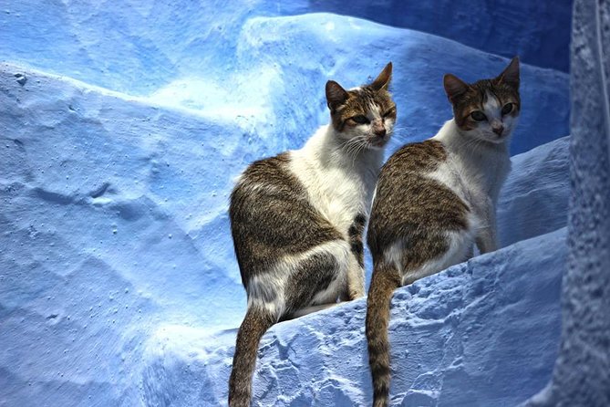 Fez to Chefchaouen Day Trip - Good To Know