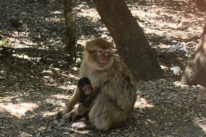 Fez to Merzouga Tour Through Atlas Mountains and Cedar Forests - Good To Know
