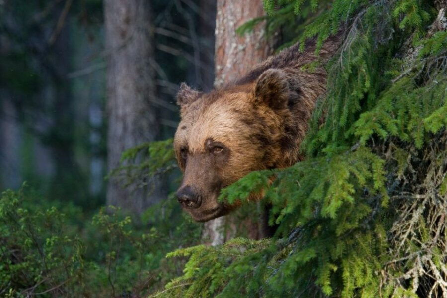 Finland: Bear Watching, Night Trip - Good To Know