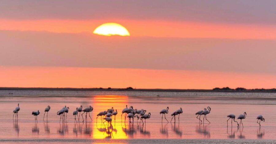 Flamingo-Birdwatching in the Ebro Delta at Sunset - Good To Know