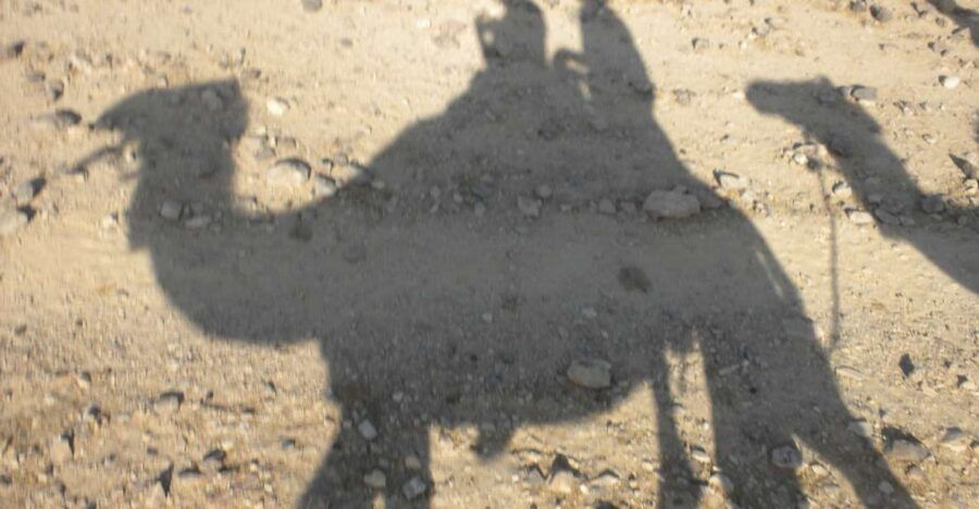 Flamingo's River Camel Ride With Tea - Good To Know