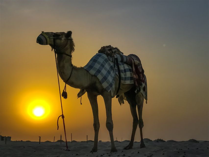 Flamingo’s River Camel Ride With Tea & BBQ Option
