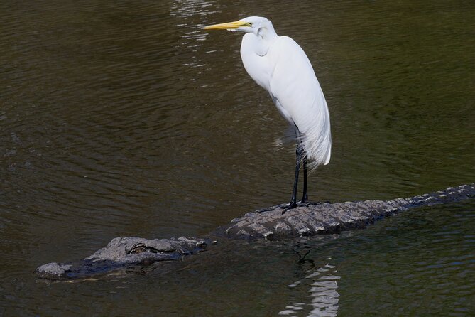 Florida Wildlife Drive Eco Tour With Lunch and Moonshine Tasting - Good To Know