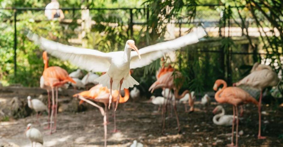 Fort Lauderdale: Flamingo Gardens Entry Ticket - Good To Know