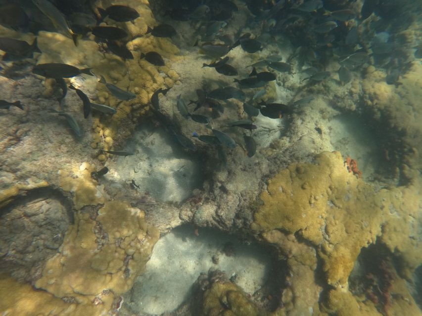Fort Lauderdale: Guided Snorkeling Reef Tour and Lesson - Good To Know