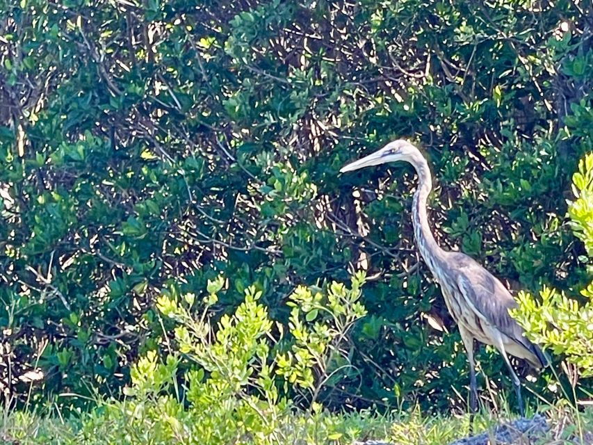Fort Pierce: 4-hr Mangroves & Dolphin Watch Sandbar in FL - Good To Know