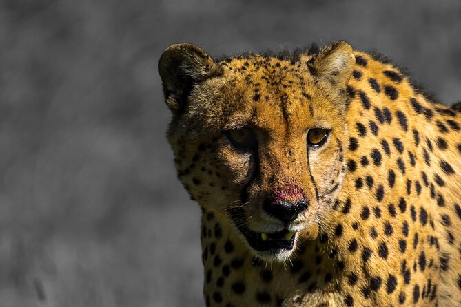 Four-Day South Africa Safari: Addo Park to Karoo - Port Elizabeth