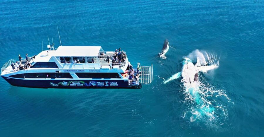 Fraser Island (K'gari): Remote Island and Whale Experience - Good To Know
