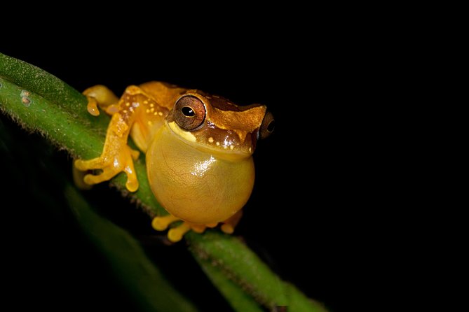 Frog Watching Jungle Night Walk - Good To Know