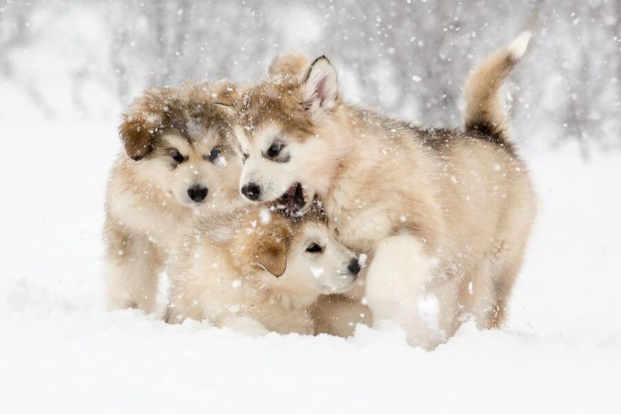 From Abisko: Dog Sledding Excursion to Kiruna With Fika