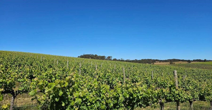 From Adelaide: Cuddle a Koala and Historic Hahndorf Tour - Good To Know