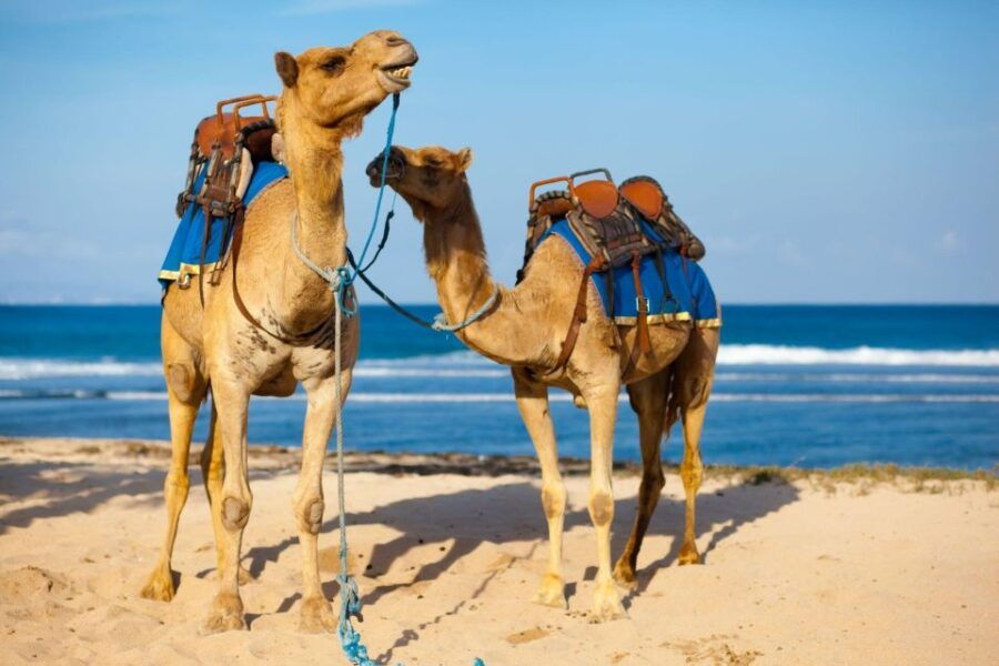 From Agadir or Taghazout: Camel Ride and Flamingo River Tour - Good To Know