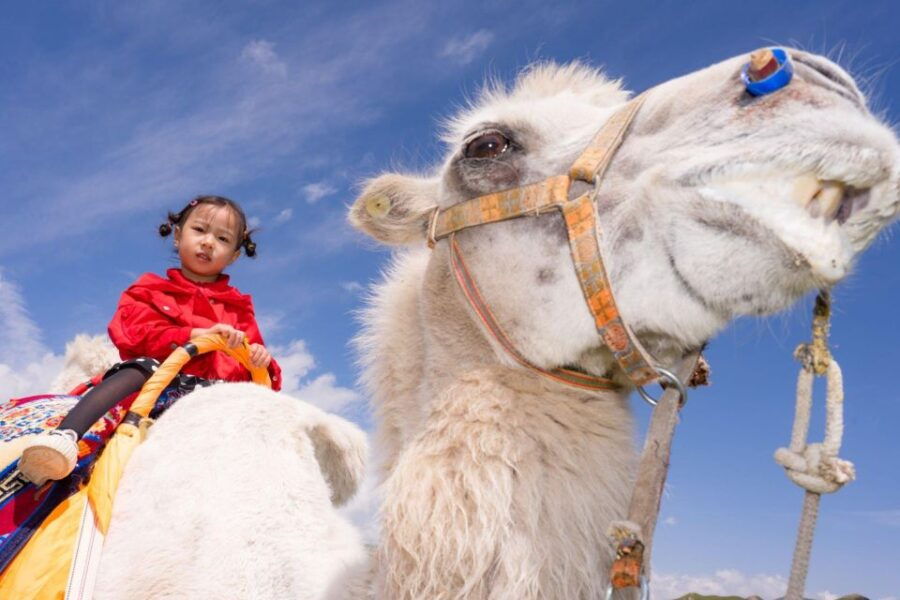 From Agadir or Taghazout: Flamingo River Camel Ride With Tea