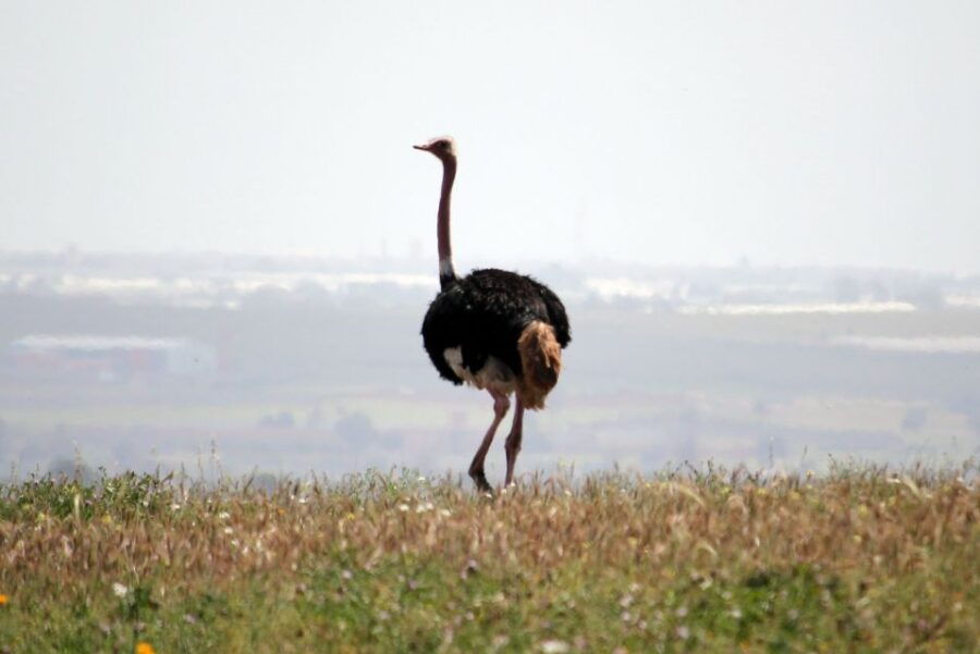 From Agadir: Sous Massa National Park Desert Safari W/Lunch - Good To Know