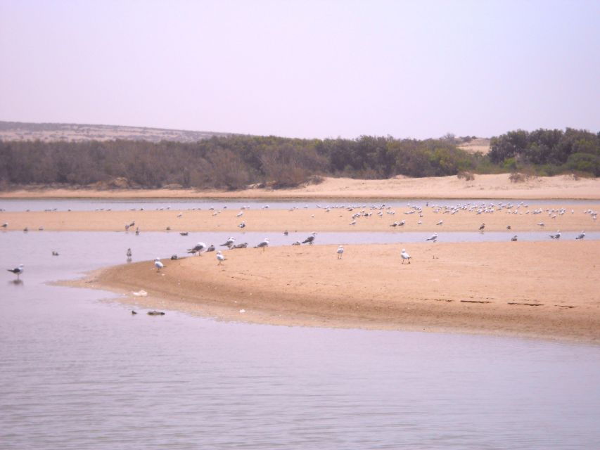 From Agadir: Souss Massa National Park Tour - Good To Know