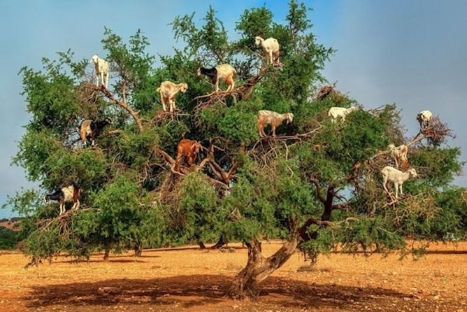 From Agadir & Taghazout: Taroudant & Tiout Day Tour Lunch - Good To Know