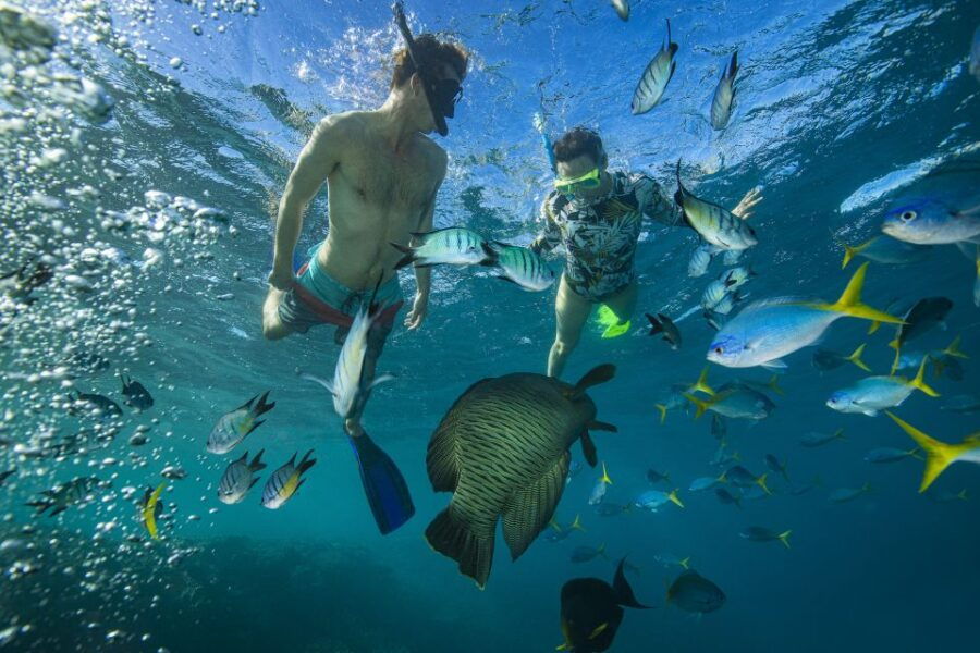 From Airlie Beach: Langford Island Sailing Trip W/ Snorkel - Good To Know