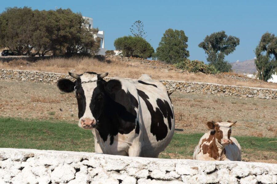 From Ano Mera: Day Tour & Wine Tasting With Dinner at a Farm