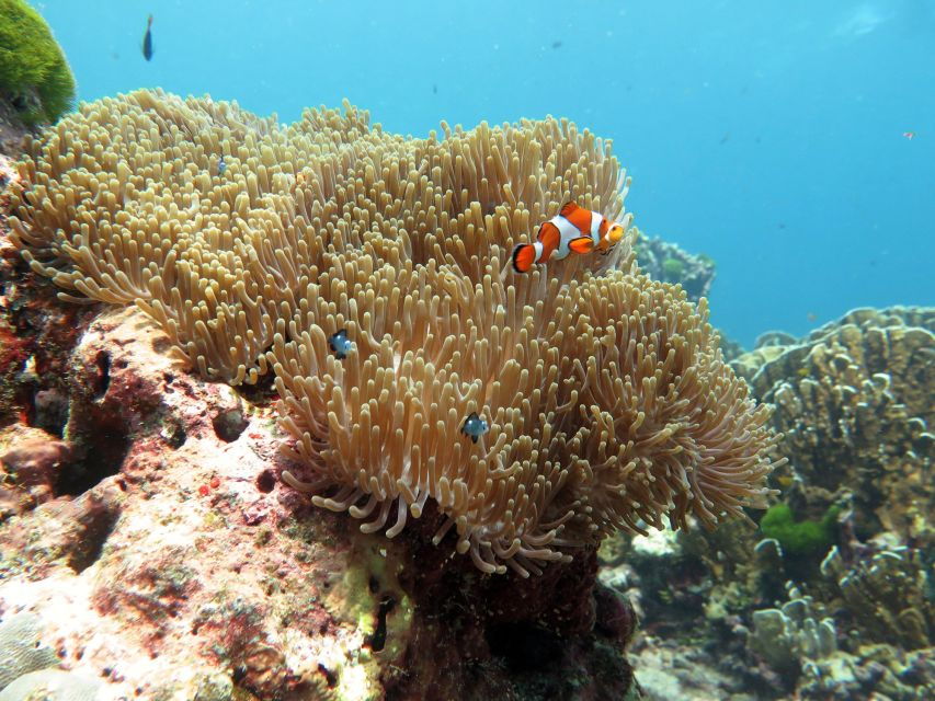 From Ao Nang: Similan Islands Boat Trip With Transfer & Food - Good To Know