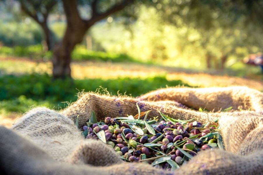 From Athens: Wine, Oil, & Cheese Tasting in Nemea & Argolis