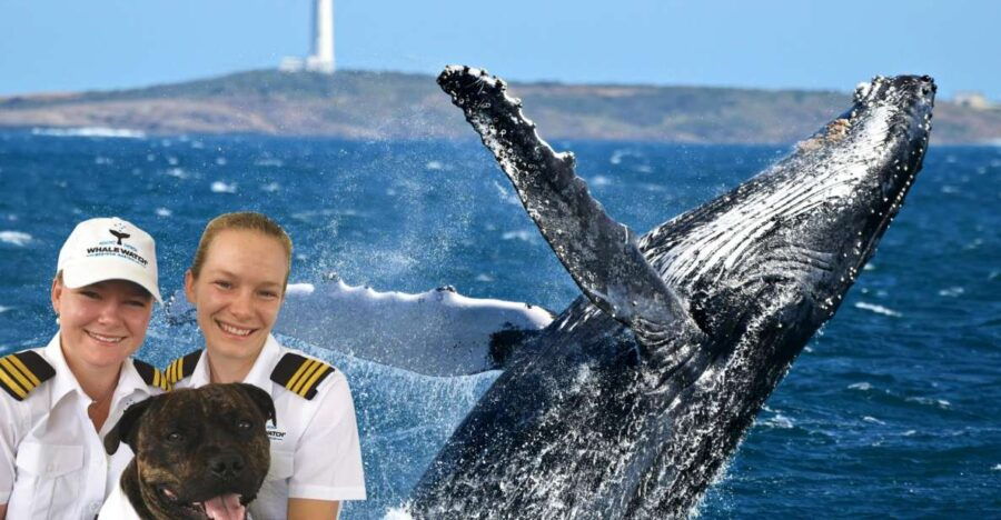 From Augusta: Educational Whale Watching Cruise