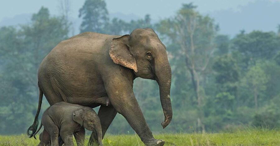 From Bangkok: ElephantsWorld Kanchanaburi 2-Day Experience - Good To Know