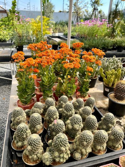 From Bangkok: Lam Phraya Floating Market (Private) - Good To Know