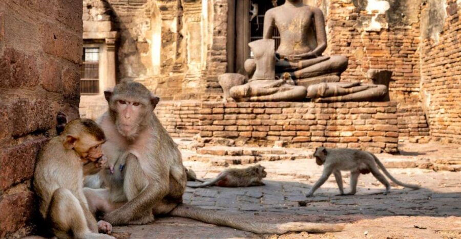 From Bangkok: Lopburi Monkey Temple and Ayutthaya Day Trip - Good To Know