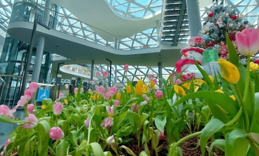 From Bangkok: Tulip Garden - Good To Know