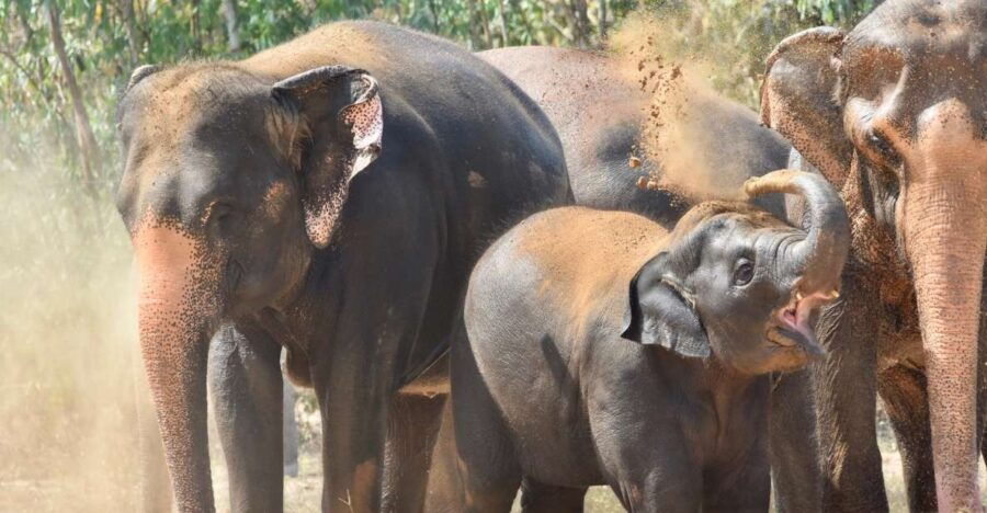 From Bangkok: Wildlife Rescue and Elephant Rescue Tour - Good To Know