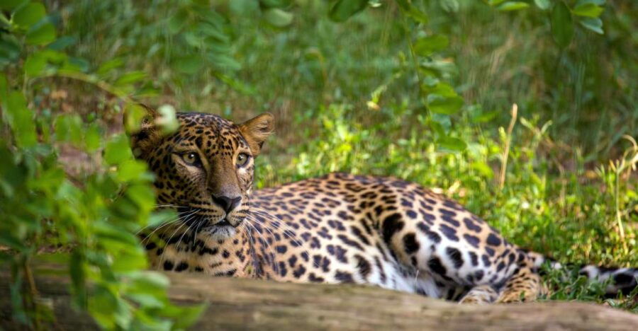 From Bentota: Full-Day Yala National Park Safari Tour