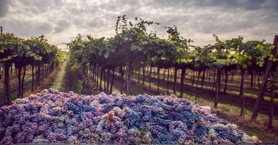 From Bologna: Wine Tasting and Vineyard Tour - Good To Know