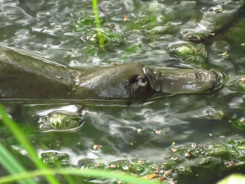 From Byron Bay: Platypus Spotting Walk - Good To Know