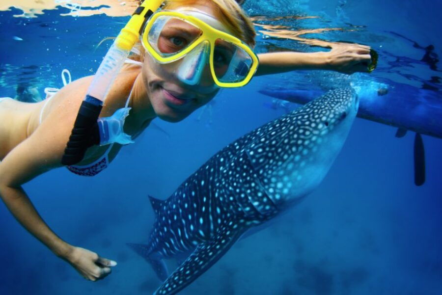 From Cabo: Snorkel With Whale Sharks in La Paz