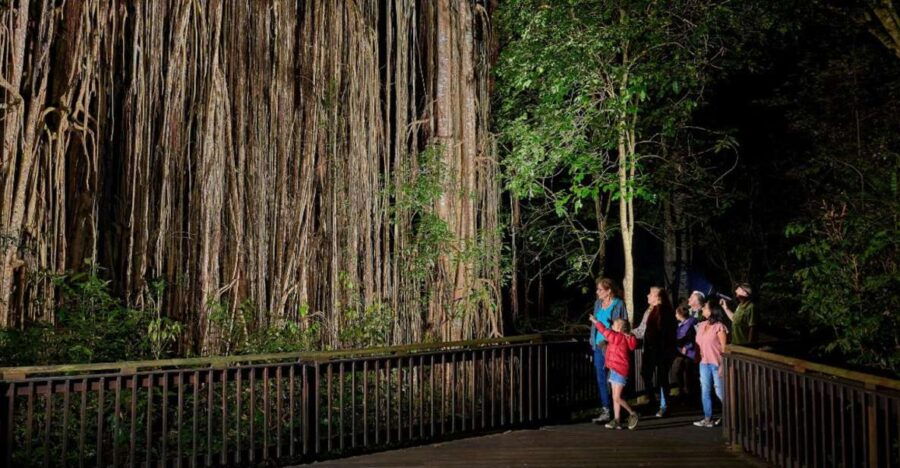From Cairns: Rainforest & Nocturnal Wildlife Tour