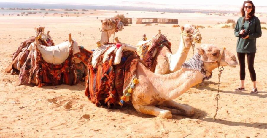 From Cairo : Overnight Camping Adventure in El-Fayoum Oasis - Good To Know