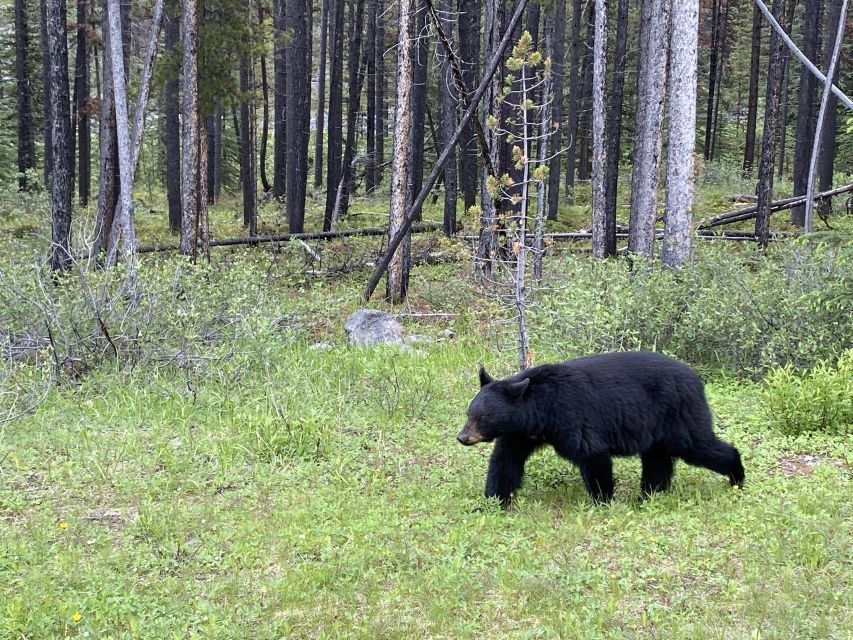 From Calgary Airport: One-Way Private Transfer to Banff - Good To Know