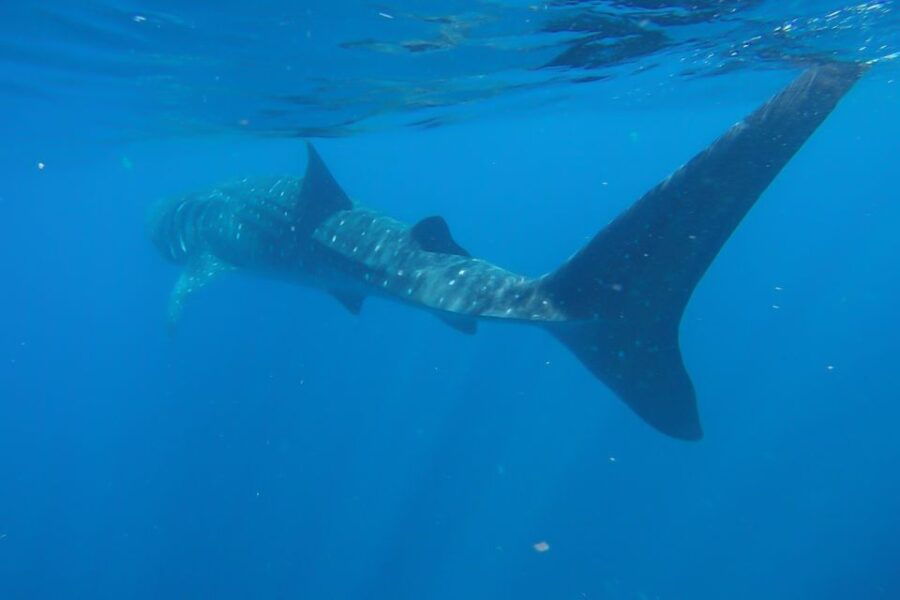 From Cancún: Half-Day Snorkeling With Whale Sharks - Good To Know