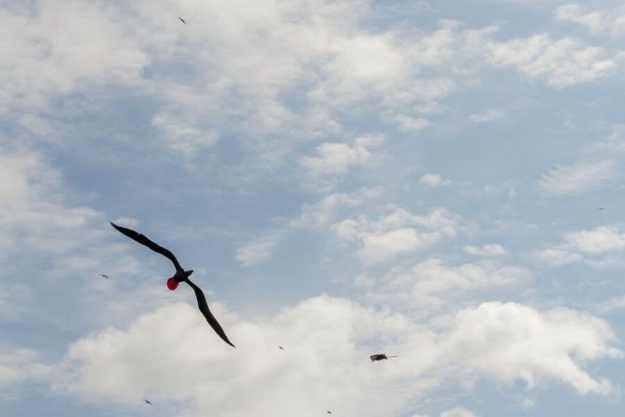From Cancun: Isla Contoy & Isla Mujeres Tour - Good To Know