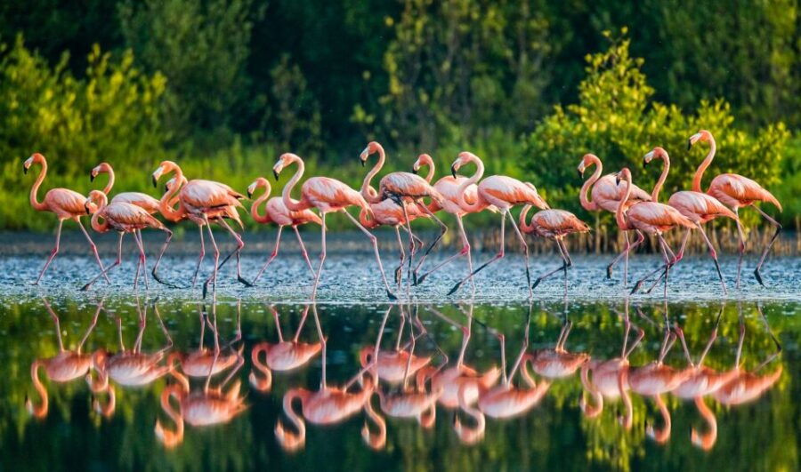 From Cancún: Rio Lagartos & Las Coloradas Day Trip & Lunch - Good To Know