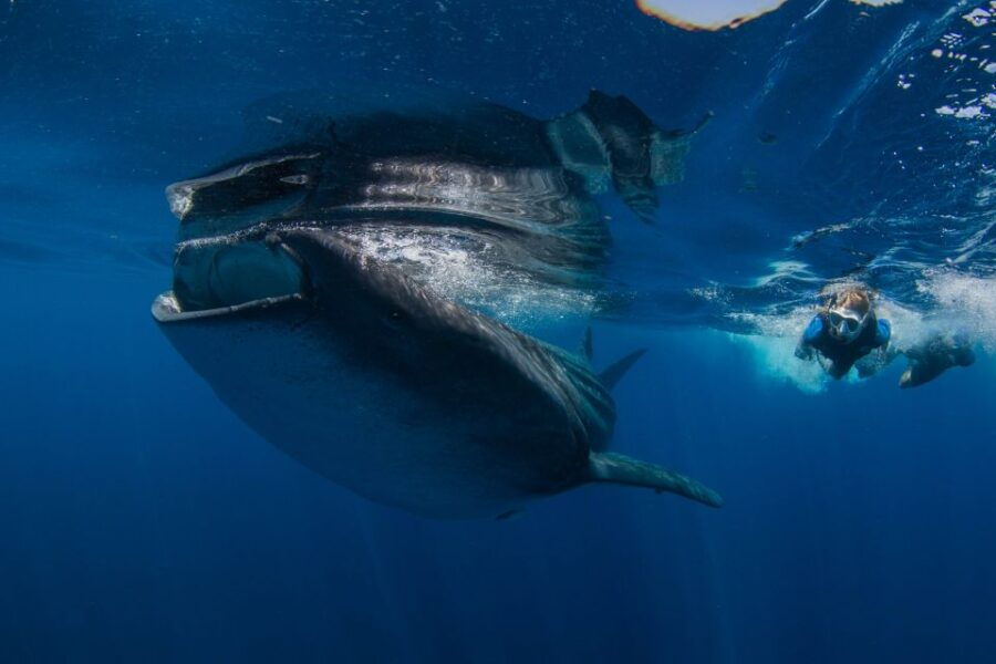 From Cancun/Riviera Maya: Guided Whale Shark Snorkeling Tour - Good To Know
