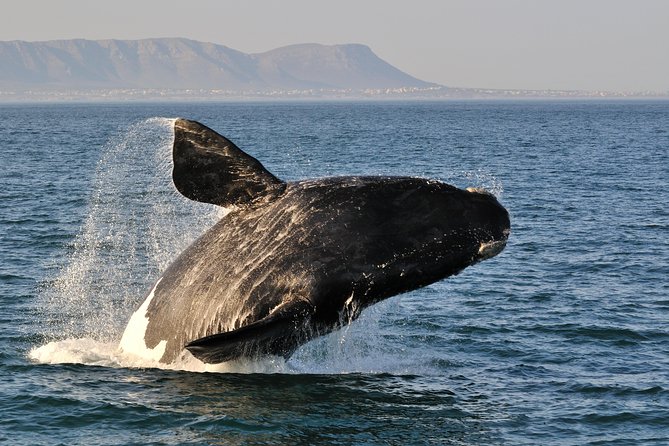 From Cape Town: Full Day Guided Hermanus Explorer Tour