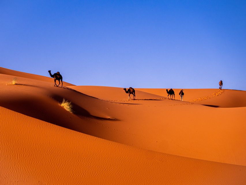 From Casablanca : 11 Days to Sahara Desert, Imperial Cities