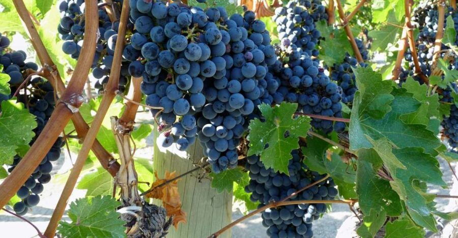 From Catania: Mount Etna Half-Day Tour and Wine Experience