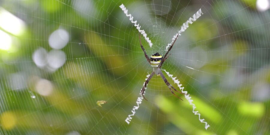 From Chiang Mai: High Mountain Day Trek